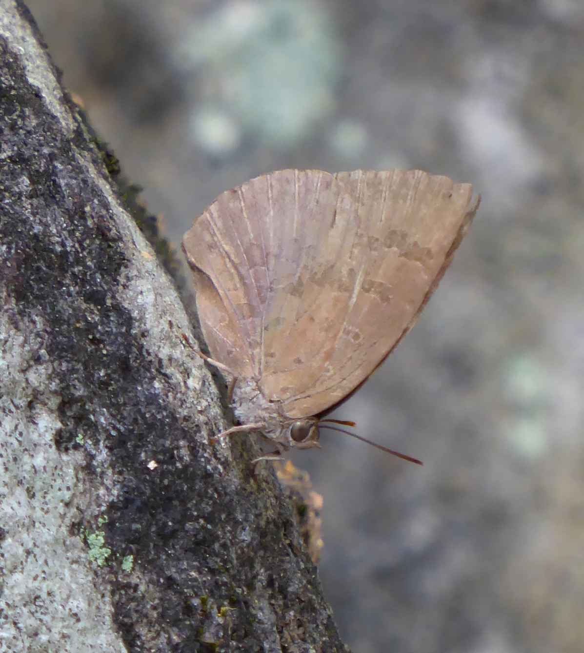 Arhopala japonica Arhopala japonica